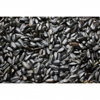 Slnečnica čierna 35kg