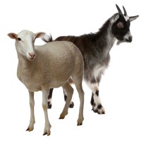 chov oviec a kôz